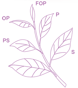 紅茶のグレードと分類